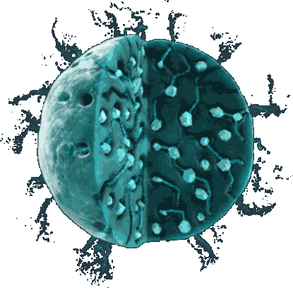 Animated loop demonstrating ZILRETTA's extended-release mechanism in the knee joint